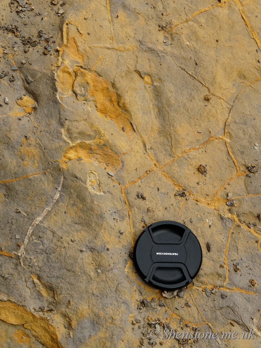 Dinosaur Footprint in Jurassic sandstone, Scarborough South Bay, Yorkshire, UK